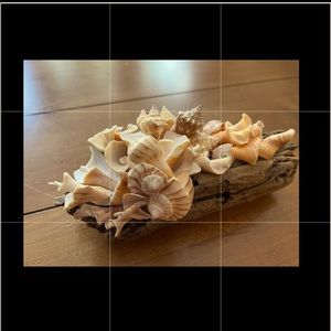 Seashell original hand crafted and Driftwood Decor